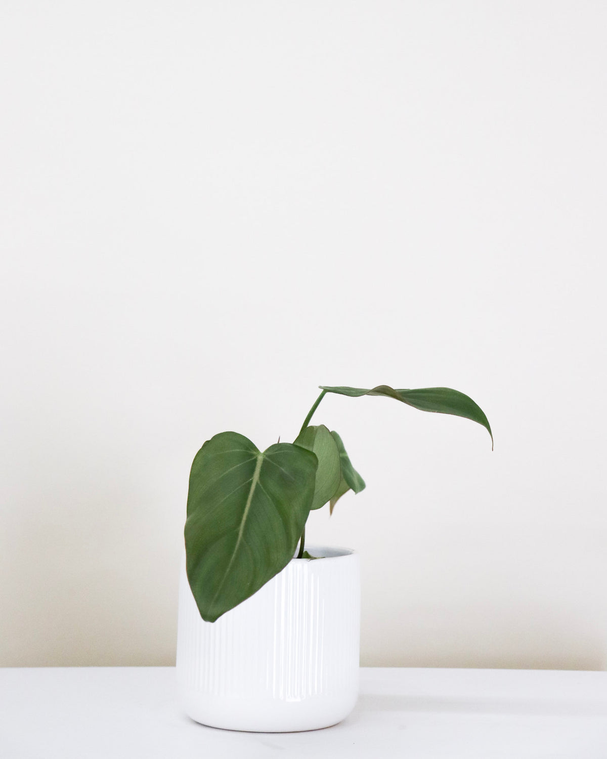 Philodendron « Summer Glory »