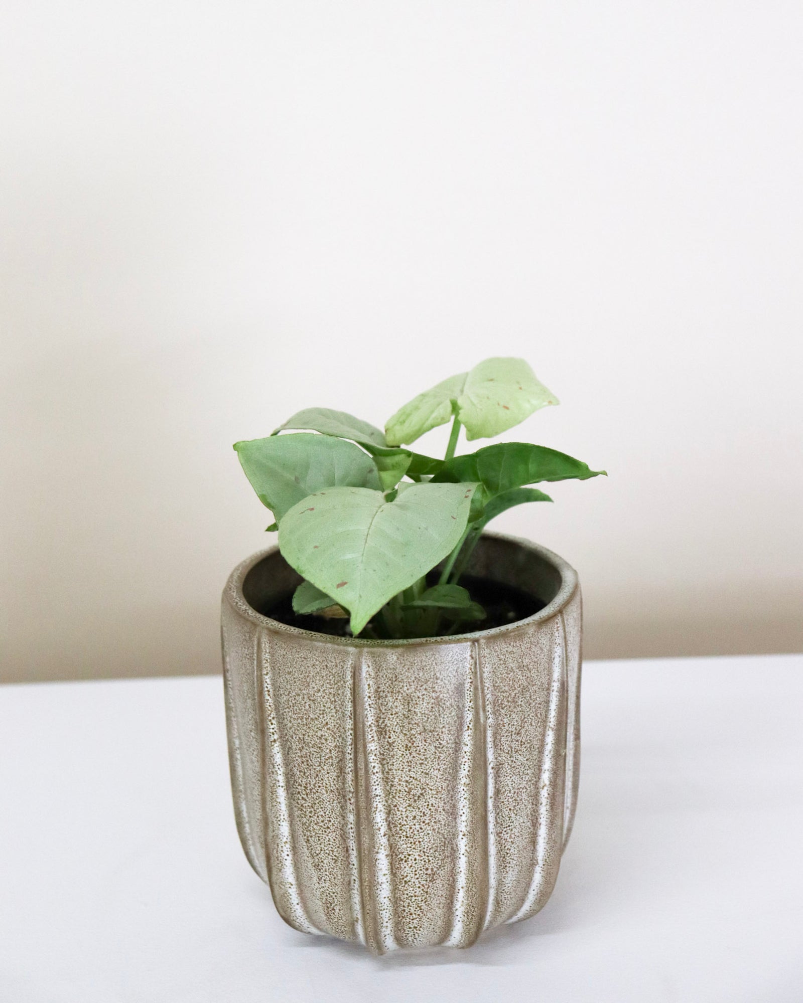 Syngonium « Dazzle »