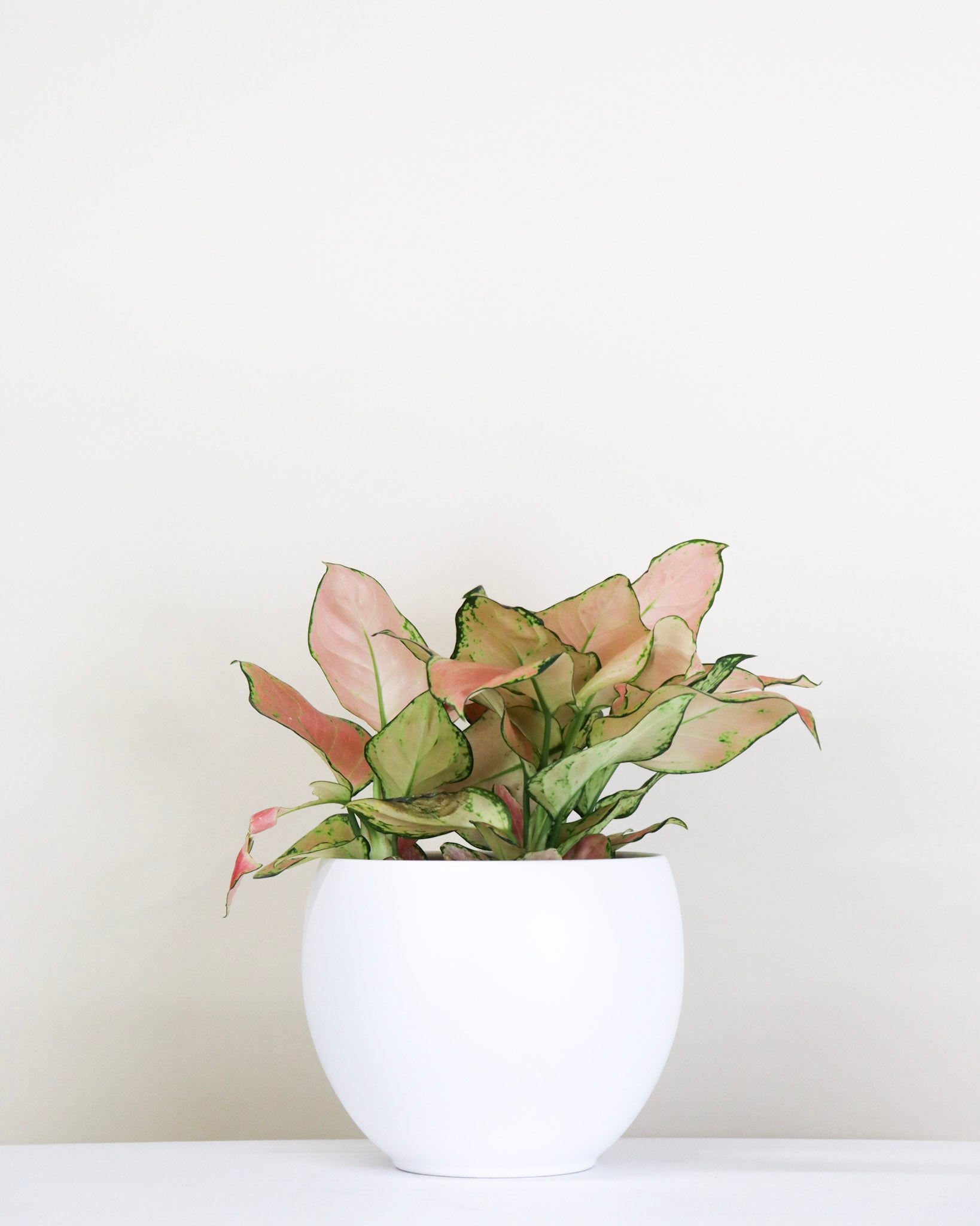 aglaonema pink wishes Aglaonema « Pink Wishes »