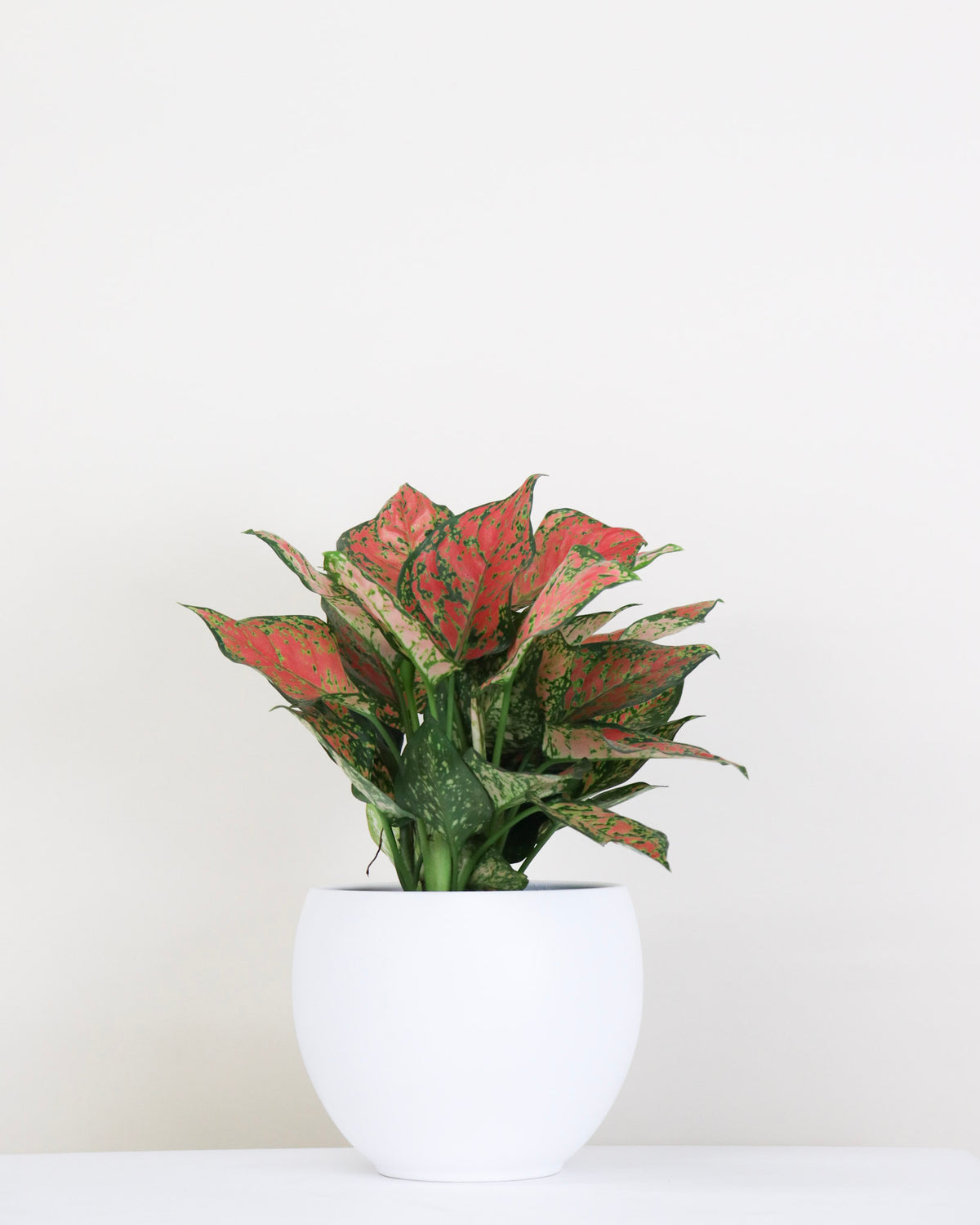 Aglaonema « Lucky Red »