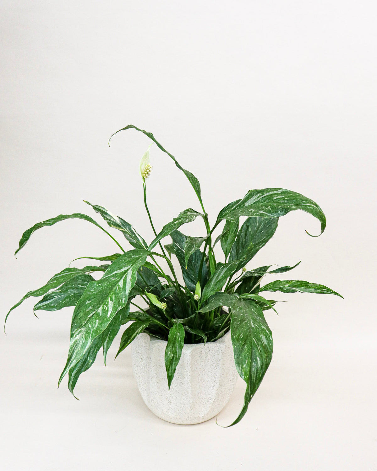 Spathiphyllum domino