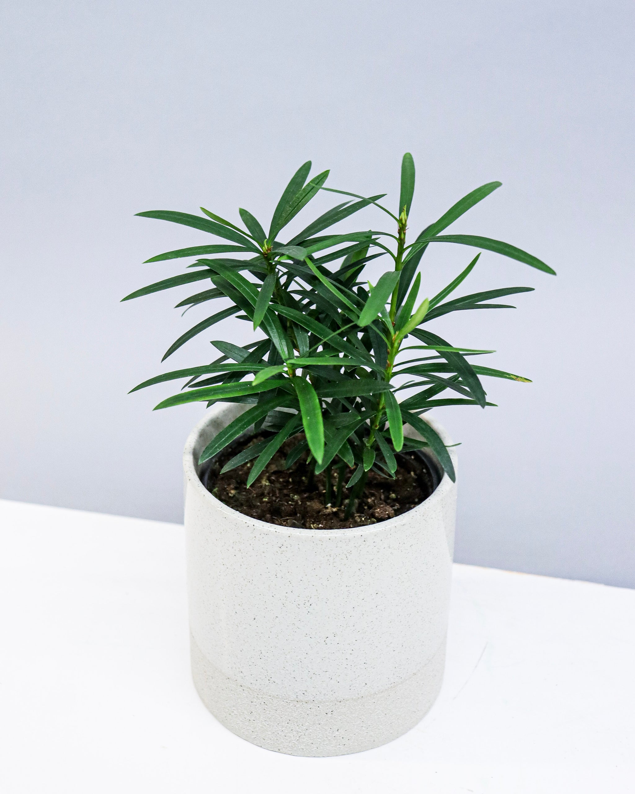 Plante d'intérieur pour le bureau - PODOCARPUS