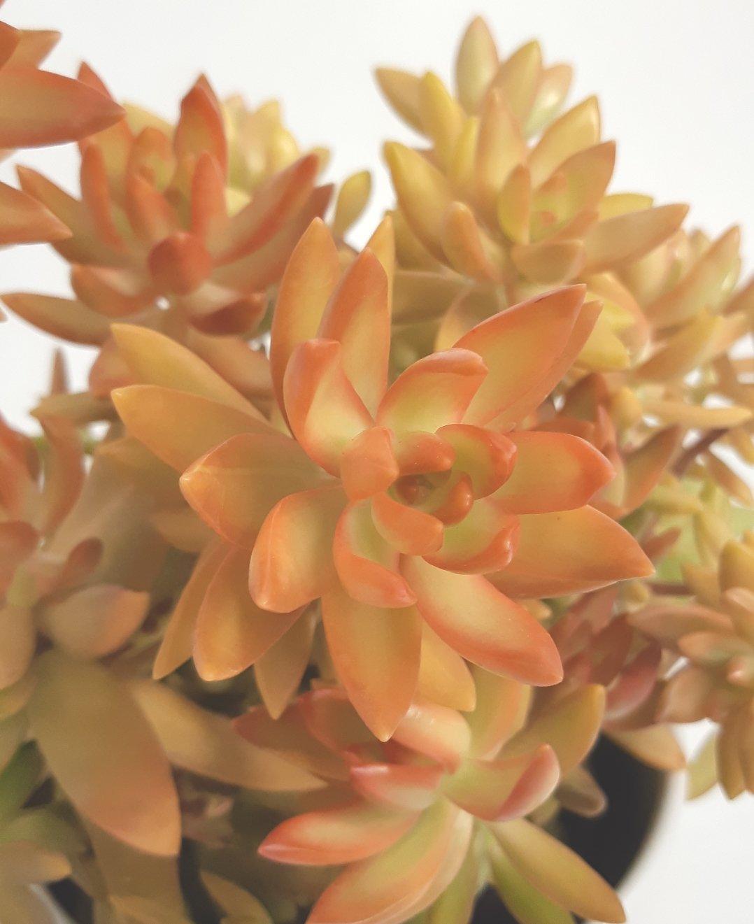Sedum nussbaumerianum « Orange Delight »