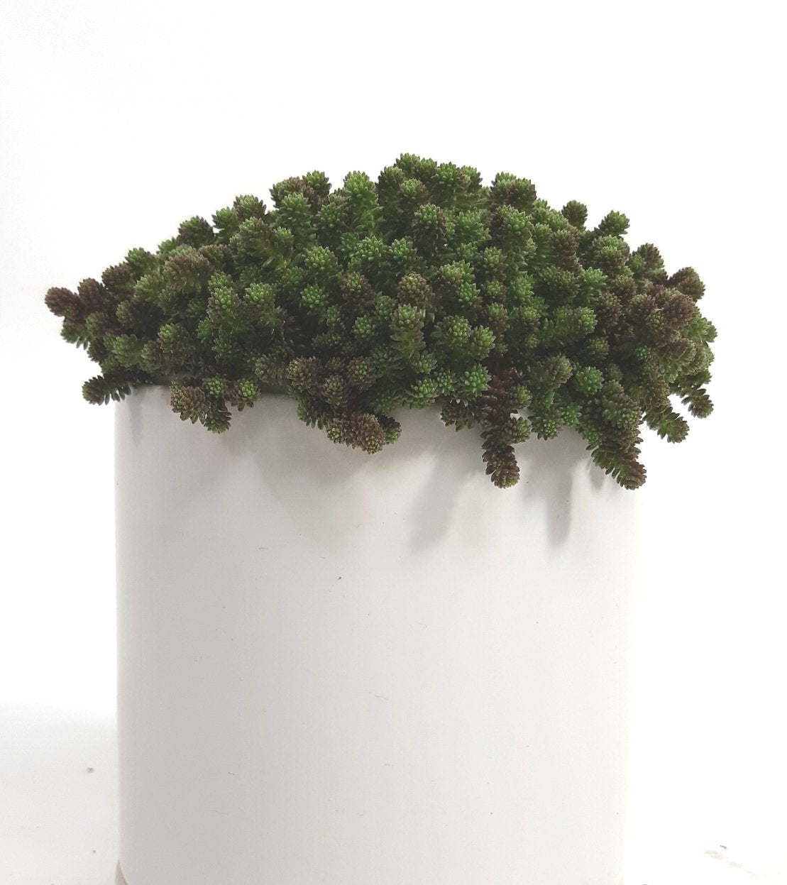 Sedum Tiny Urchin