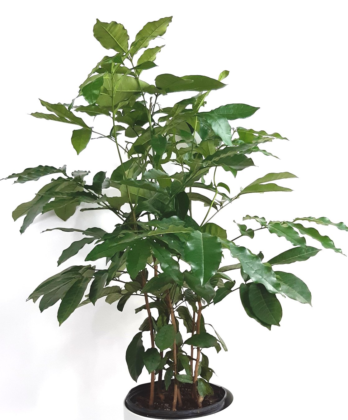 natal mahogany indoor plant Natal Mahogany