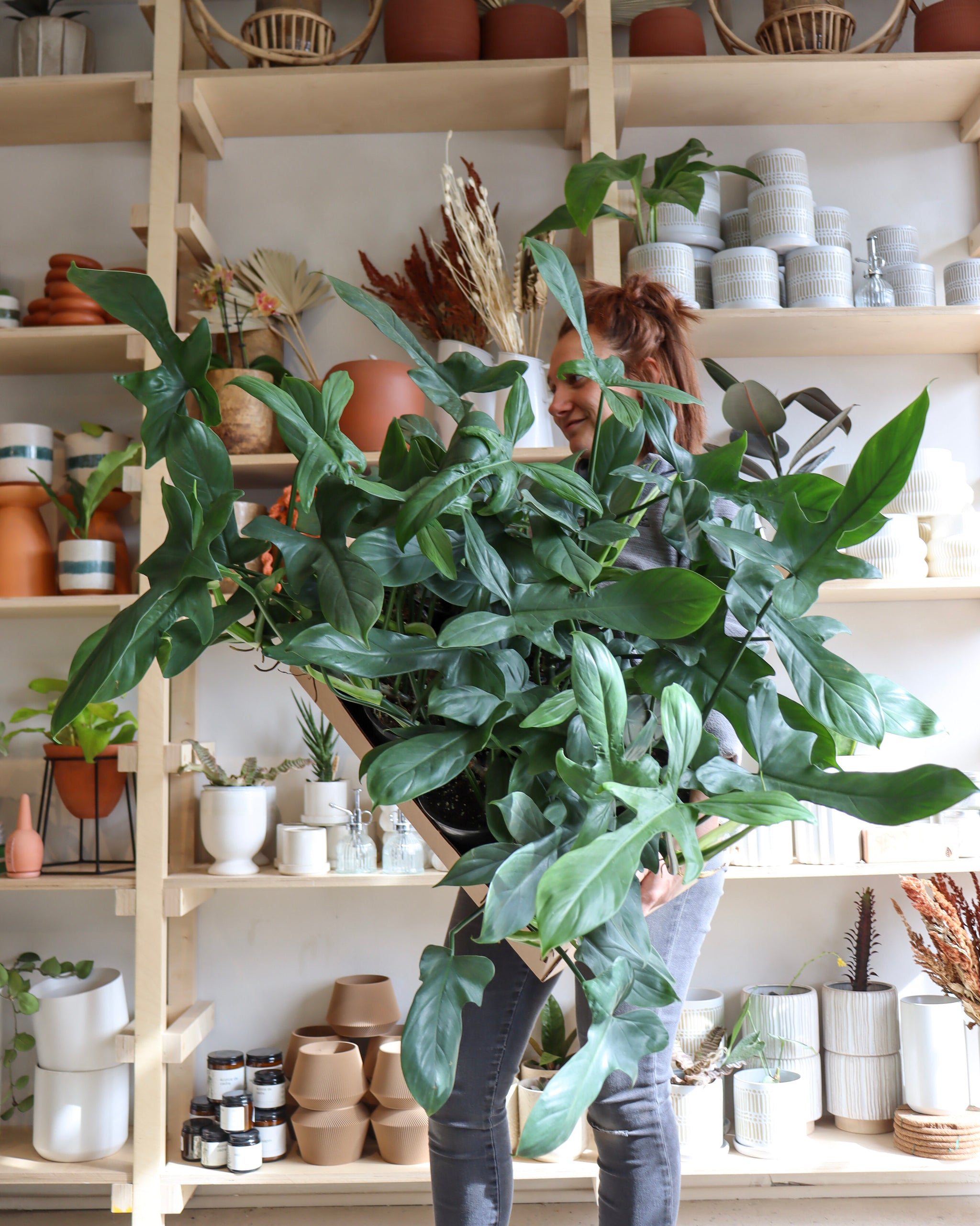 bipennifolium philodendron Philodendron bipennifolium