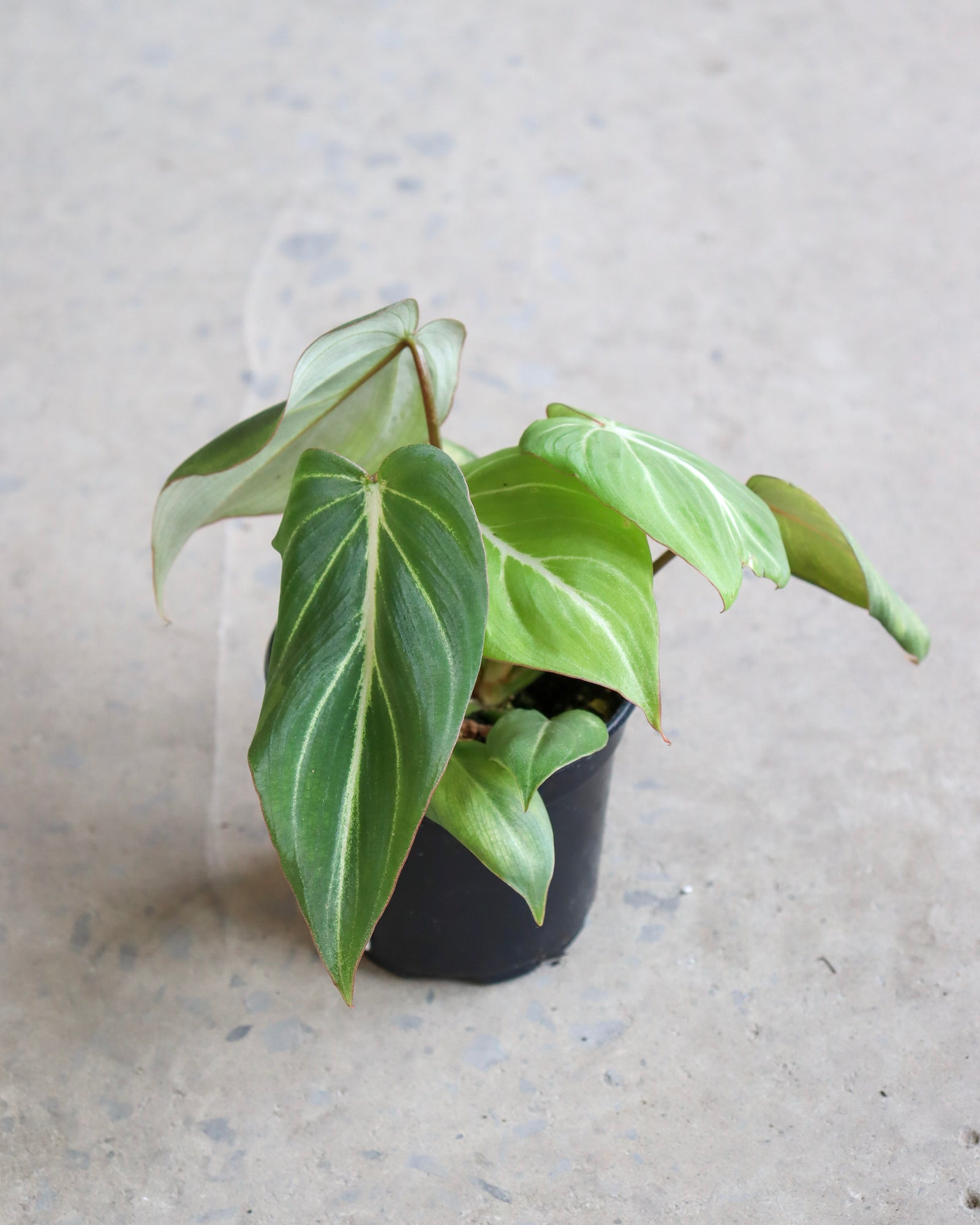 Philodendron gloriosum