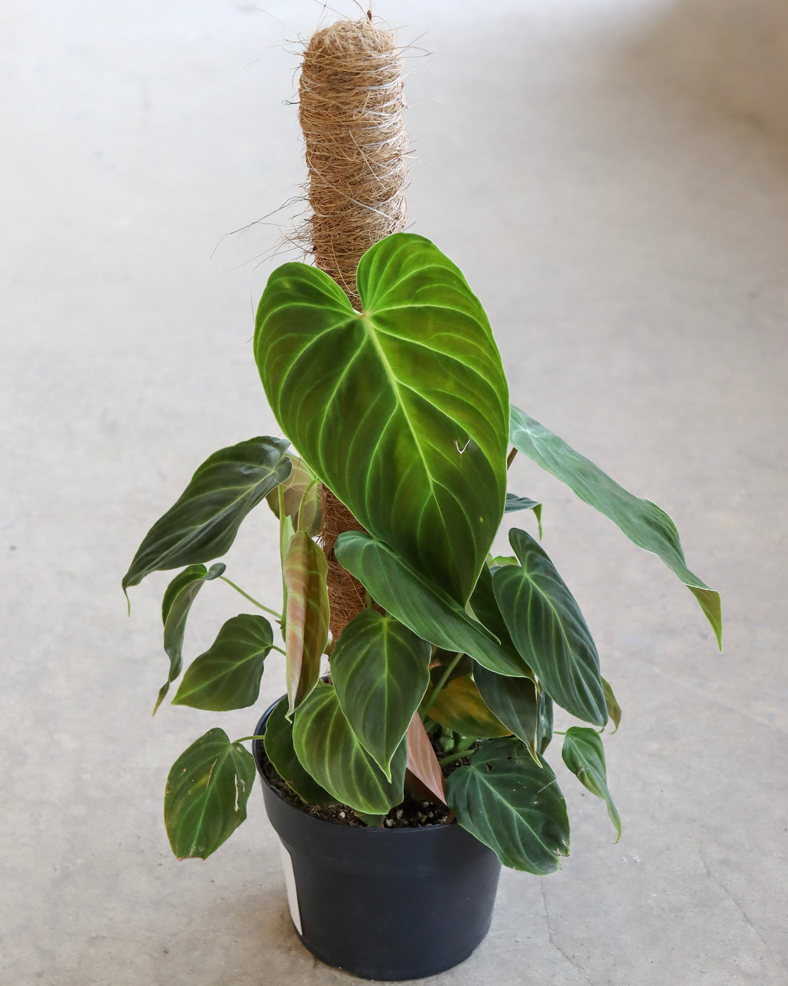Philodendron « Splendid »