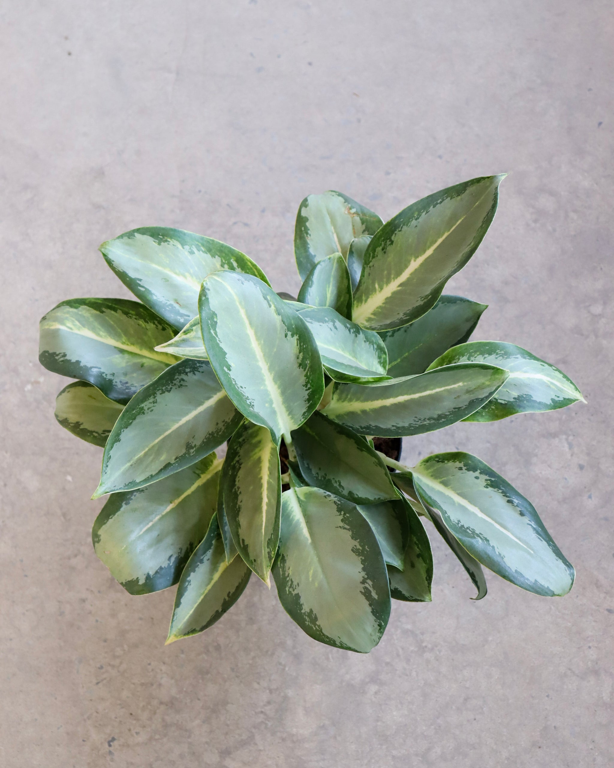 aglaonema hybride Aglaonema Green Hybrid