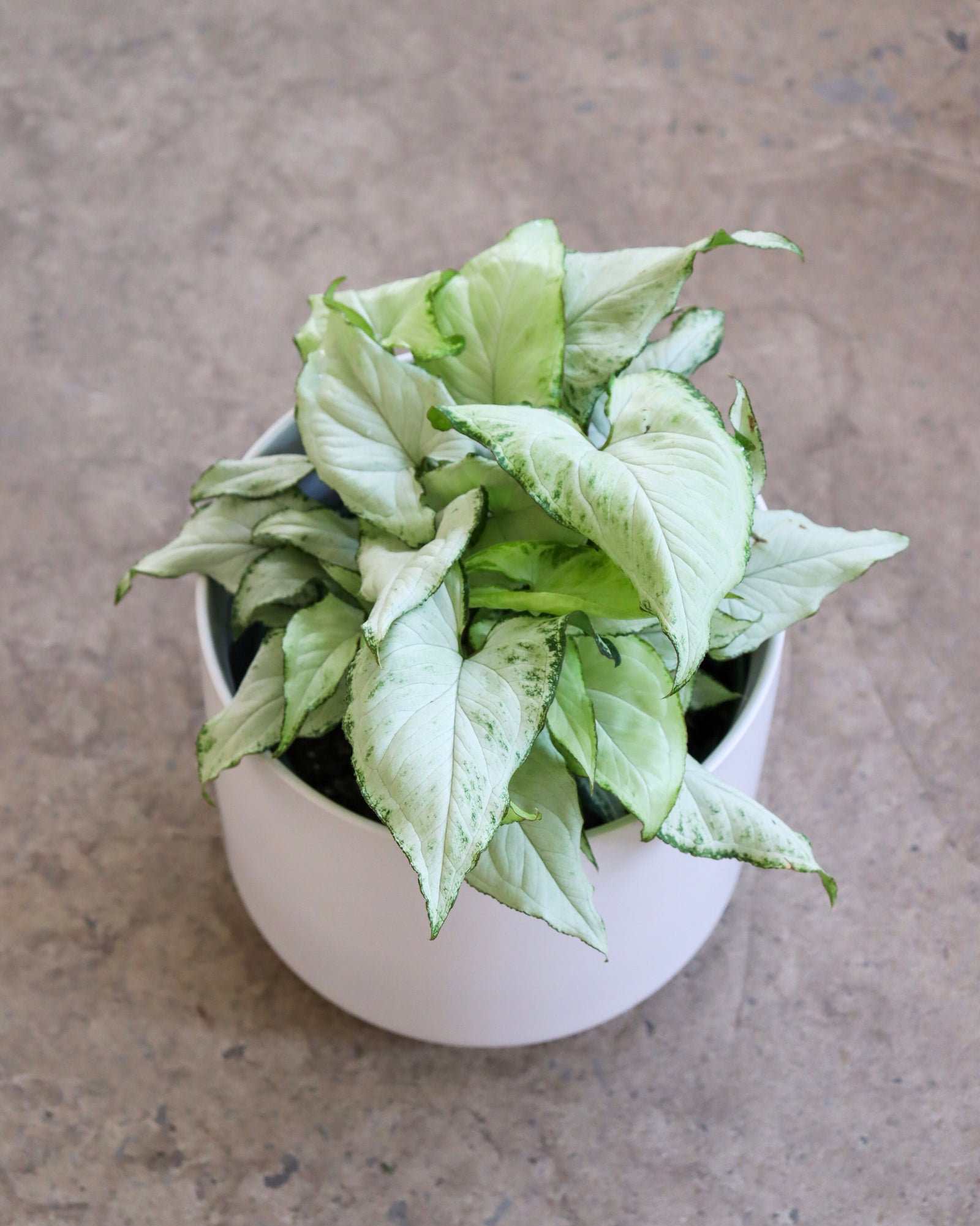 Syngonium Holly