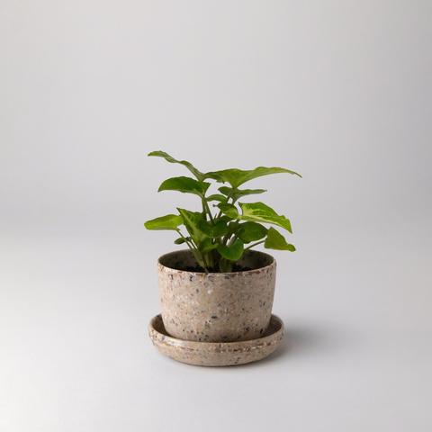 Mini pot
