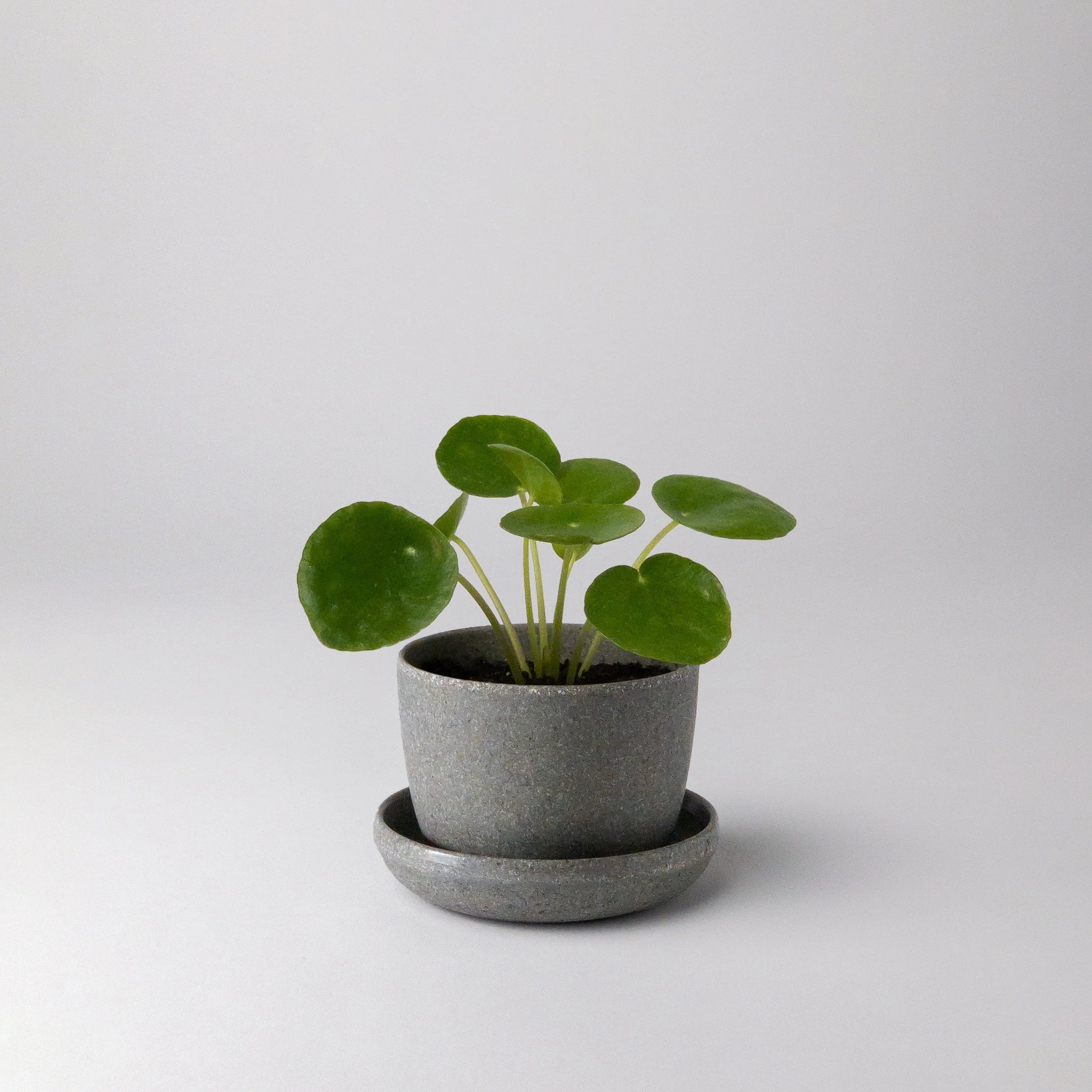 mini-pots de plantes Mini pot