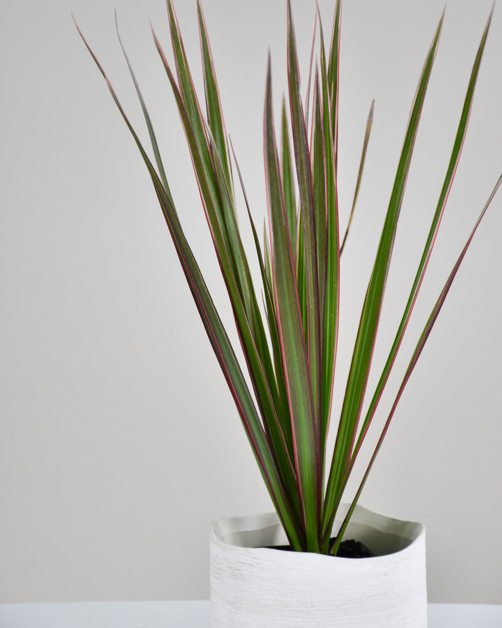 dracaena marginata entretien Dracaena marginata