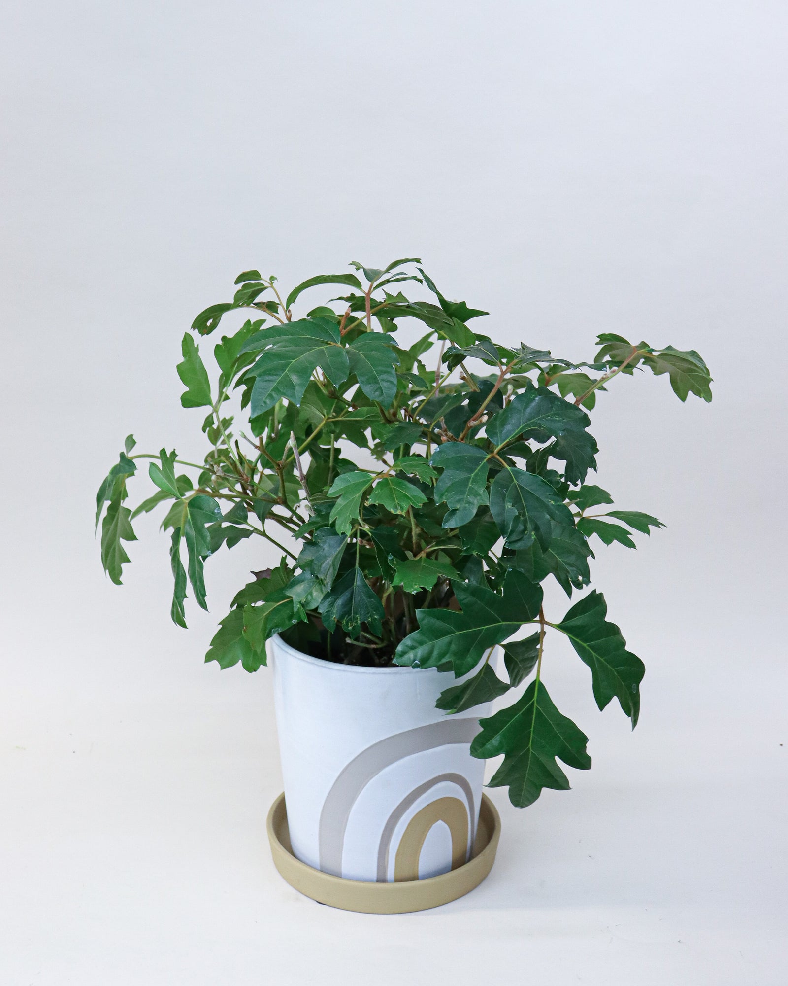 Cissus rhombifolia « Oak Leaf Ivy »