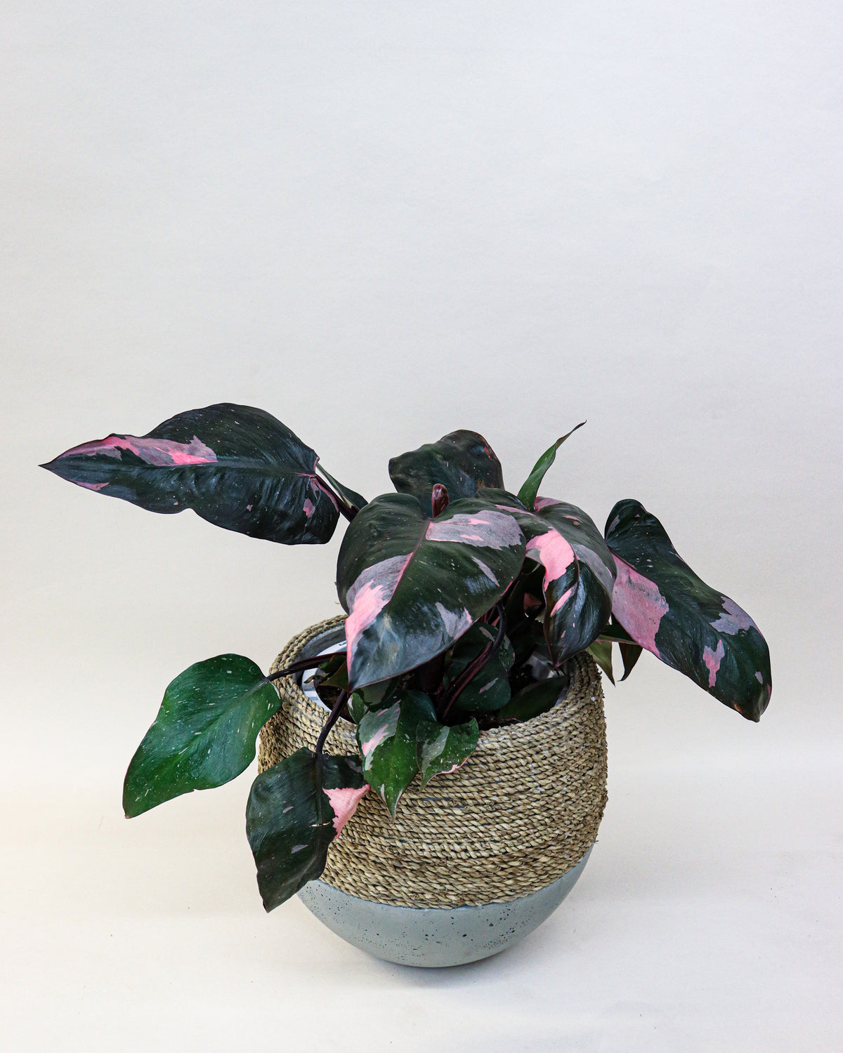 Philodendron « Pink Princess » 