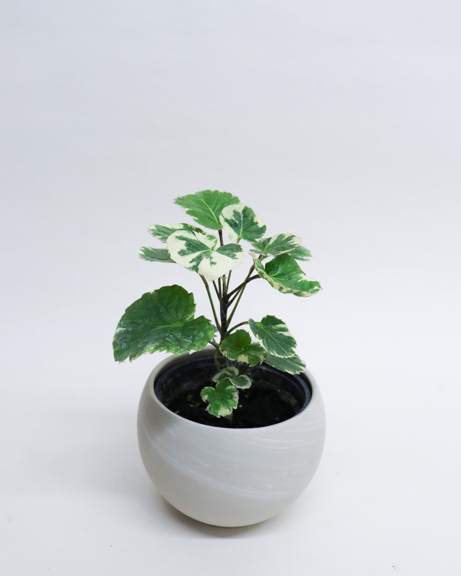 Aralia balfouriana « Variegata »