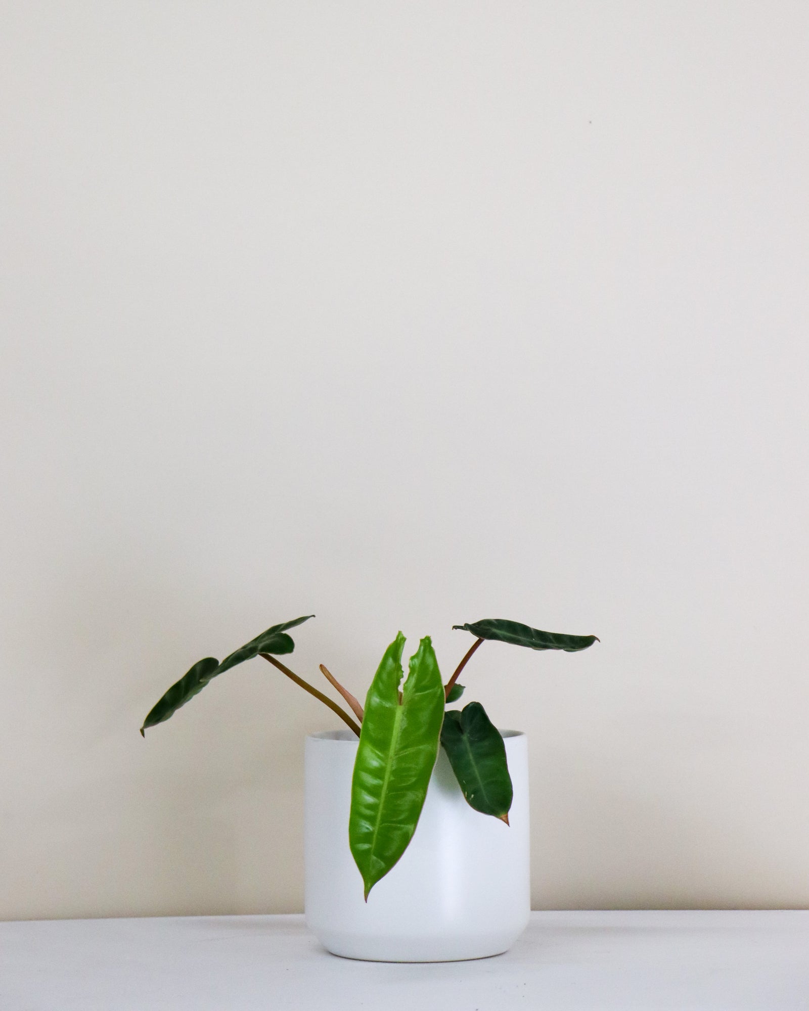 Philodendron billietiea