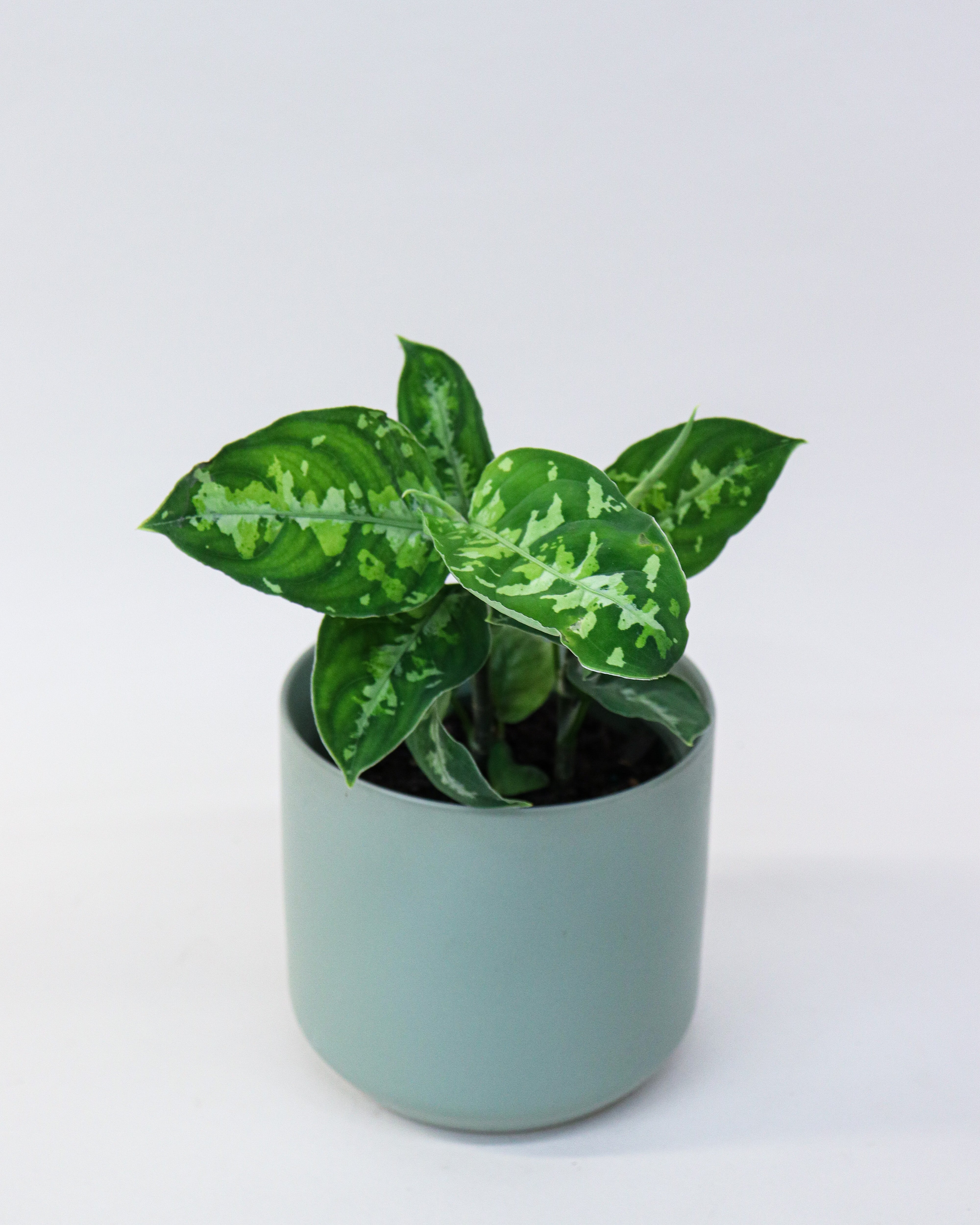 Aglaonema pictum tricolor « Peacock » - Folia Design