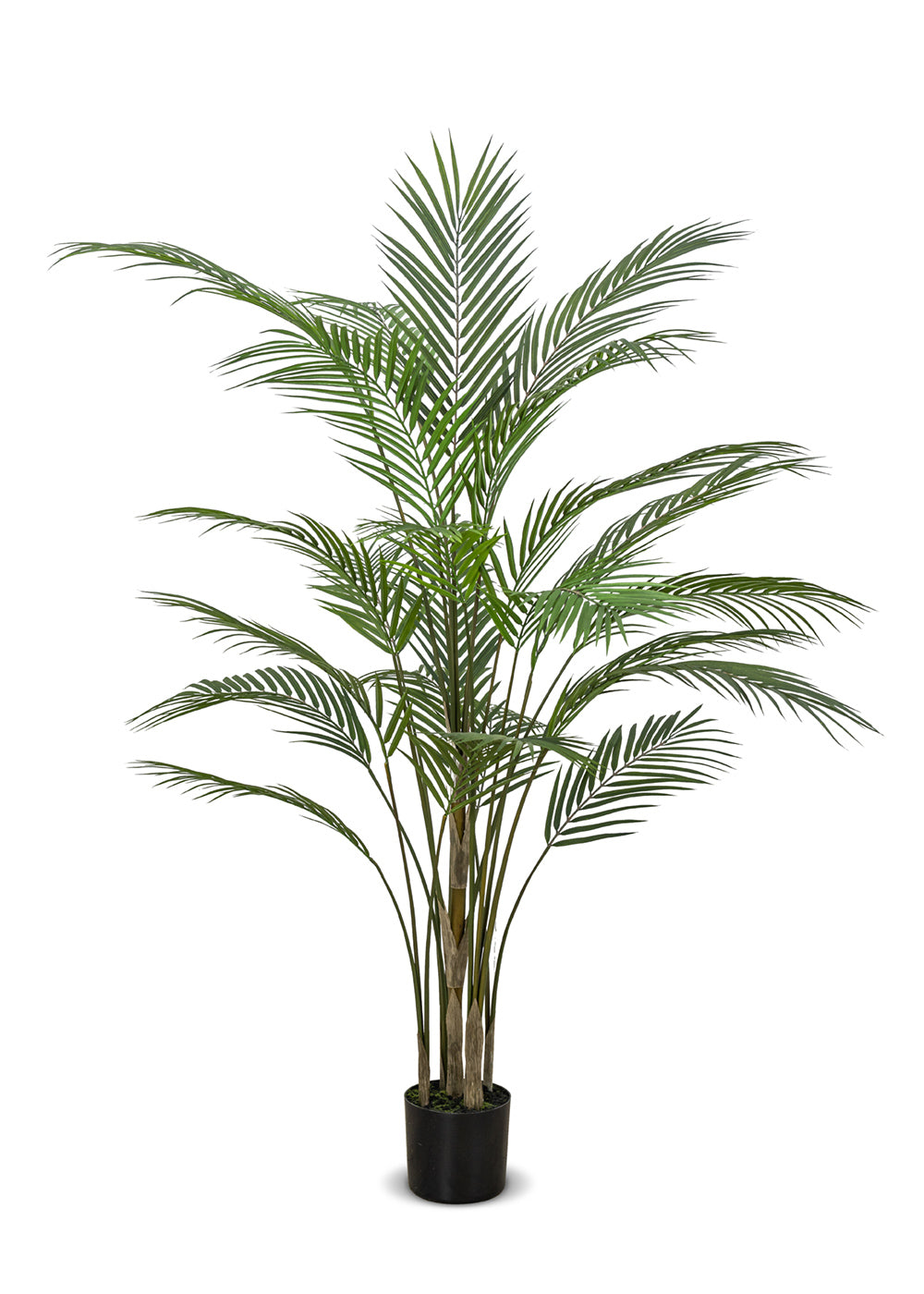 Palmier de Madagascar