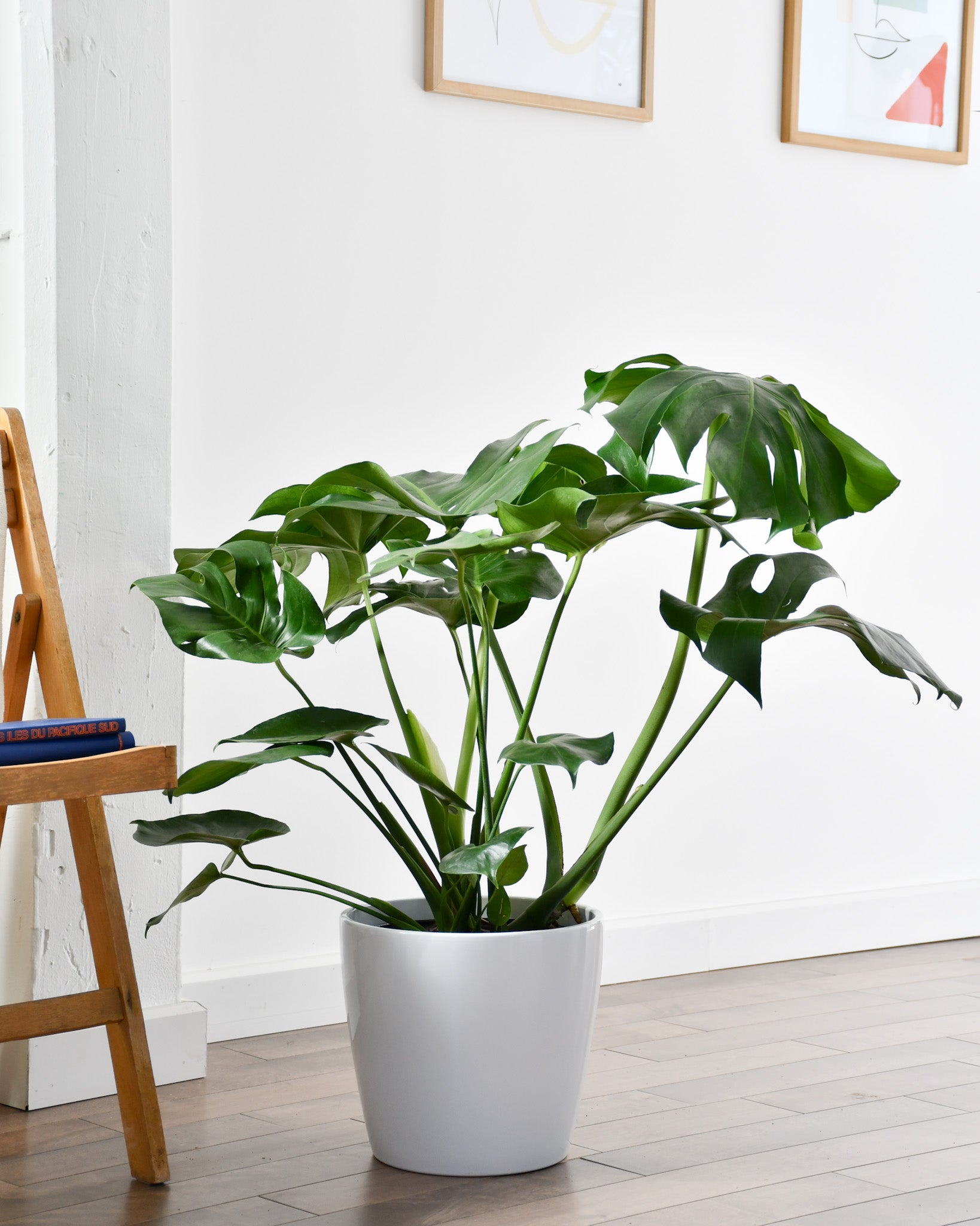 monstera plante Monstera deliciosa