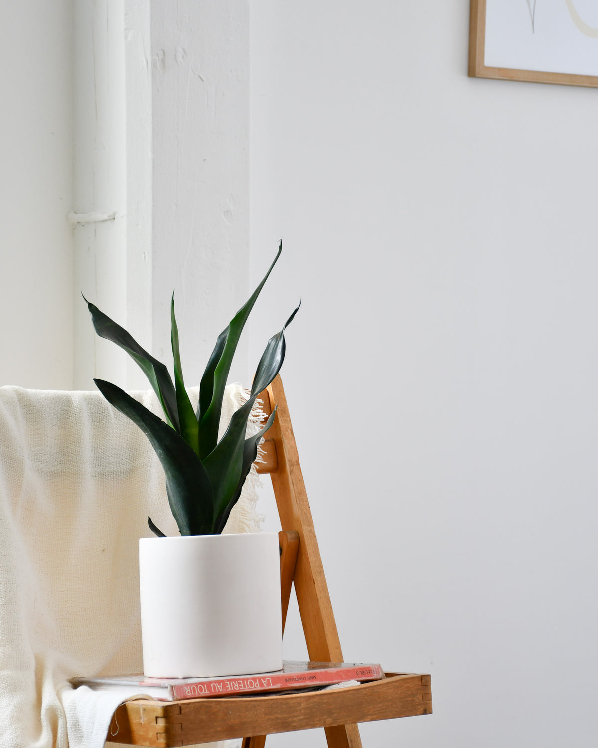 Sansevière « Black Diamond »