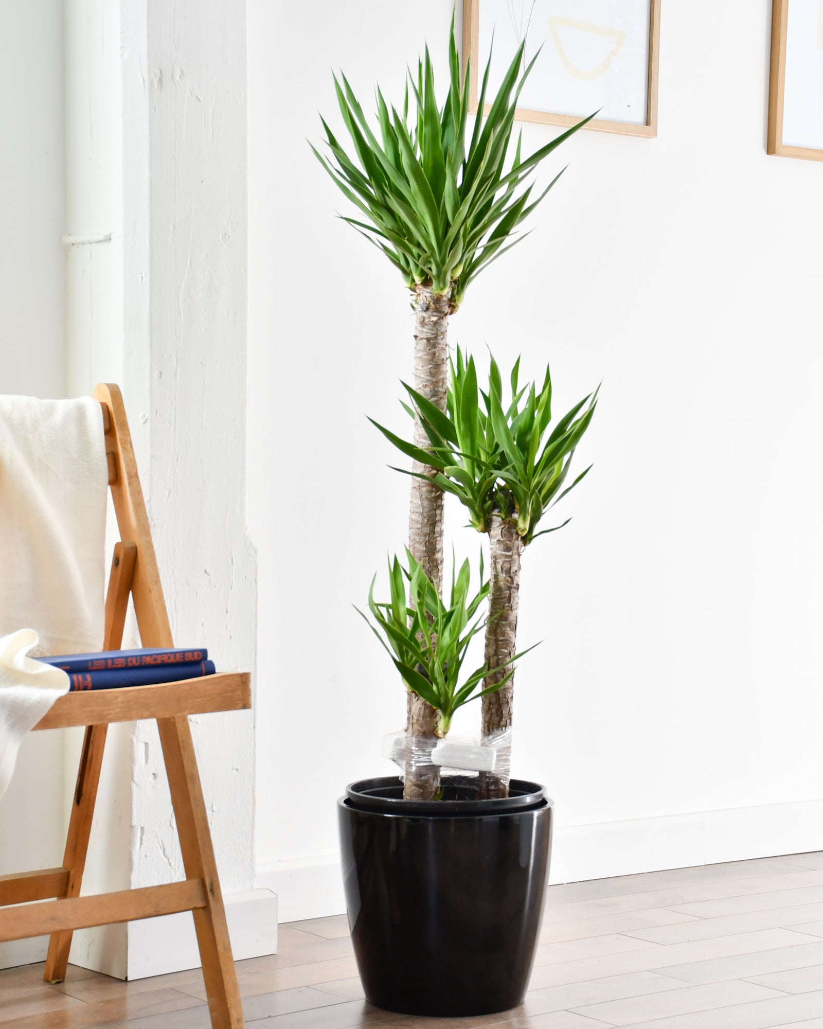 Yucca elephantipes