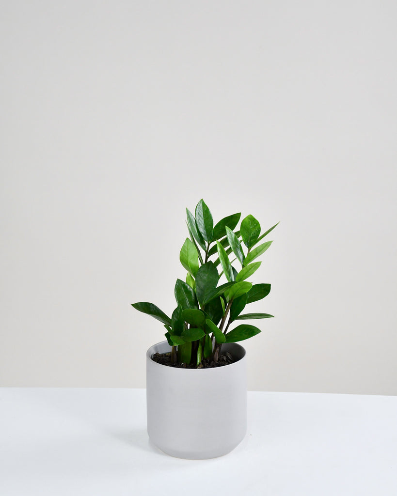 Zamioculcas zamiifolia achats avantageux sur